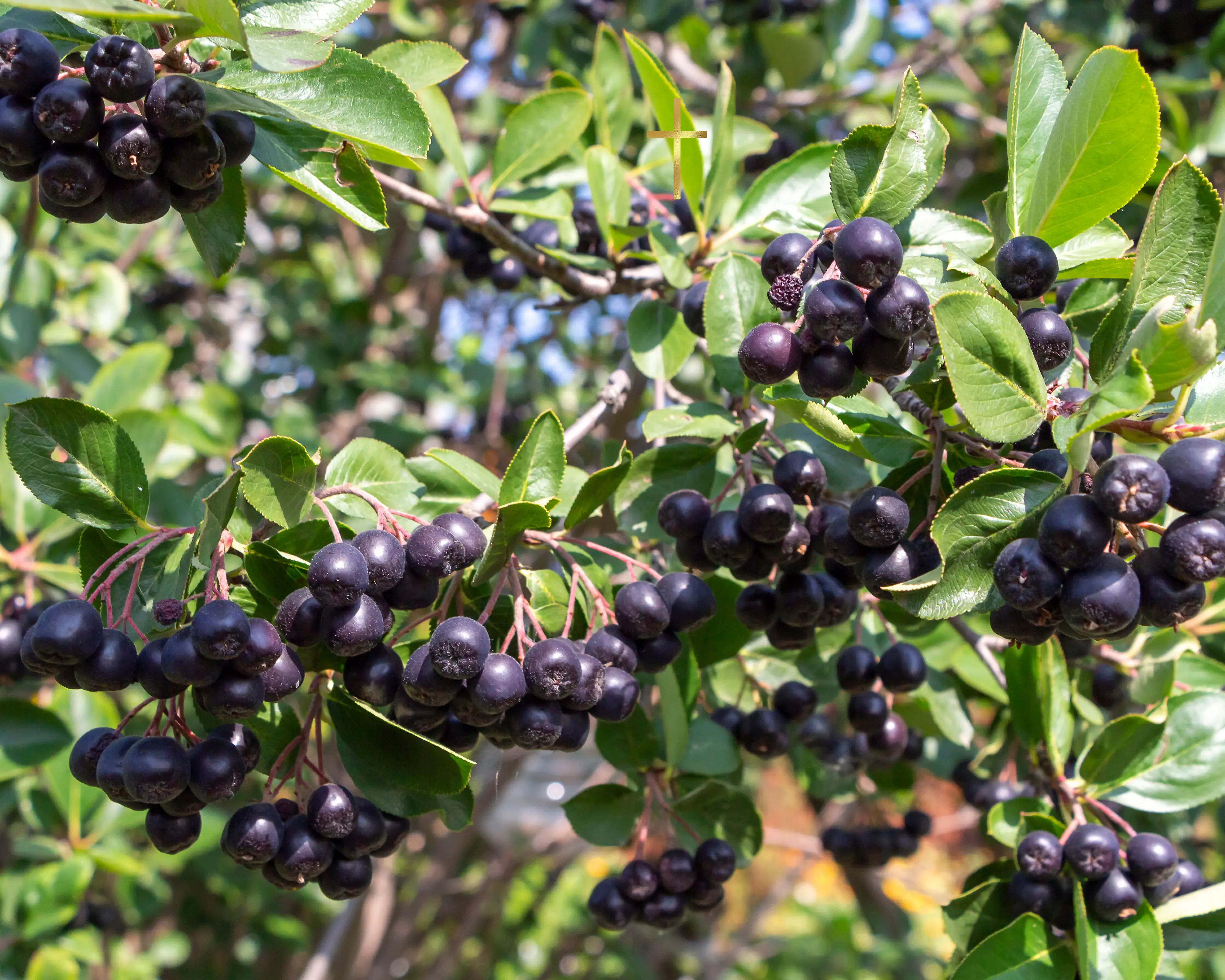 Aronia