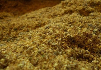 Wiązówka Błotna Kwiat, 50 g